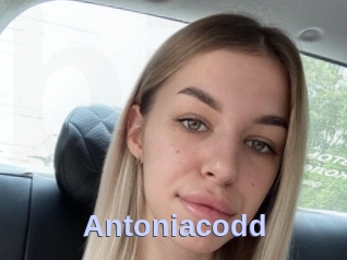 Antoniacodd