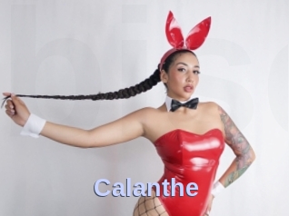 Calanthe
