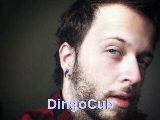 DingoCub