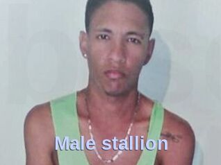 Male_stallion